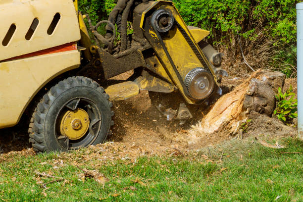 Trusted Greensboro, MD Tree Service Experts